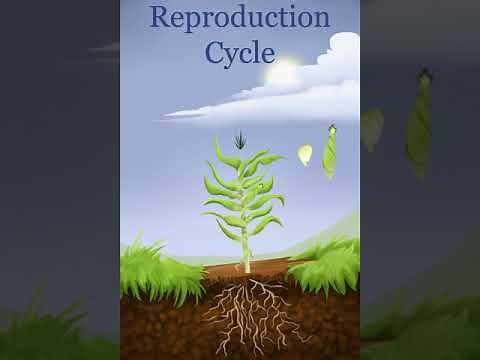 Growth Cycle of a Corn Plant