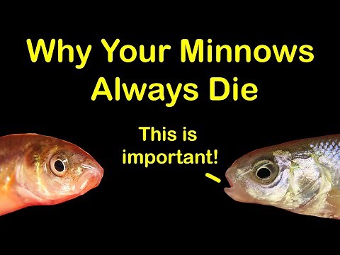 How to Keep Bait Minnows Alive at Home & 6 Reasons They Die