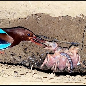13K views · 244 reactions | Mother cranes struggle to find food for their young. | Brid Feed | Facebook