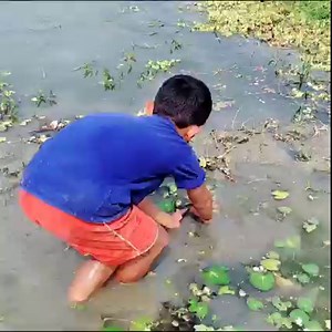 993K views · 11K reactions | Really Amazing Hand Fishing Video | Catching Fish By Hand In Bill Water | Rural Fishing BD | Facebook