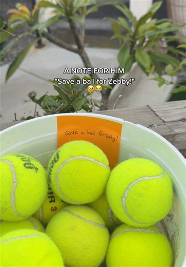 A week ago we left a card and some pictures to thank our neighbors for the tennis ball.... Today we walked by and the balls we're back, plus a little note for Zeb!!!! 🎾 #goldenretriever #dogsoftiktok