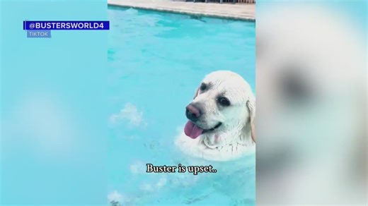 "Buster the Bad Dog" is becoming an internet sensation for his swimming pool antics. "NewsNation Prime" talks to his owner about the lab, which can't stay out of the water. | NewsNation