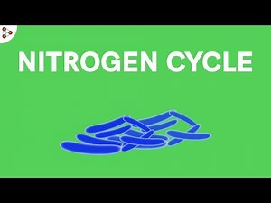 Fun Video: The Nitrogen Cycle Video Lecture | Science Class 8