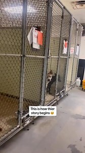 1.9K views · 67 reactions | #puppy #puppies #dog #dogs #puppiesoftiktok #dogsoftiktok #adoptme #Raefordnc #adopt #NC | Judith Coleman | Facebook