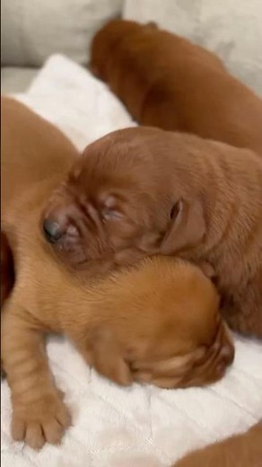 Our Fox Red Lab puppies are ready to fill your life with lots of love and happiness ❤️🐾 #foxredlab