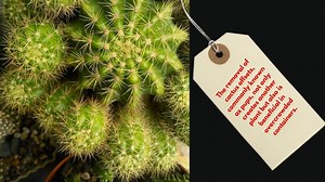 Barrel Cactus Propagation: How to Propagate Barrel Cactus Pups? - My Cactus Garden