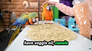 213 reactions · 11 shares | Are your bird’s pellets packed with fillers? 9 out of 10 brands use corn , sugar & oils. Switch to a healthier diet today! | BirdTricks | Facebook
