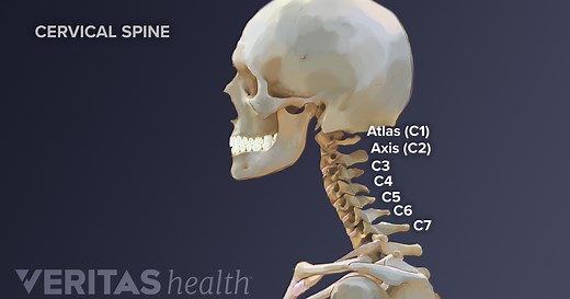 Cervical Spine Anatomy