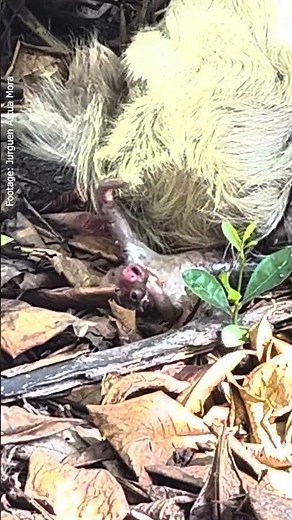 🦥Miracle of Life: Rare Ground Birth of a Baby Sloth!