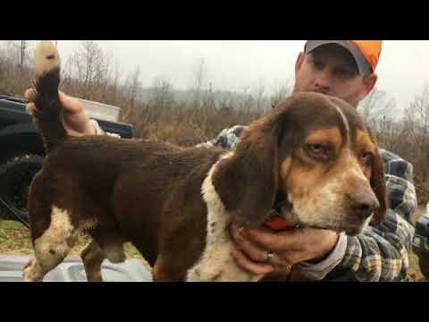 Weir Creek Beagles - Wood’s Weir Creek Kennel - Rabbit Hunting 2019