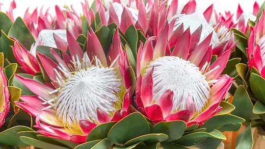 Discover The National Flower of South Africa: The King Protea