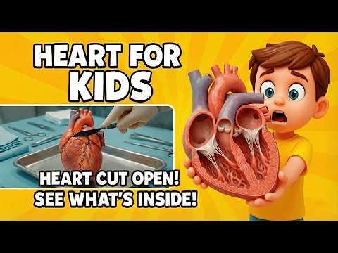 Heart For Kids - Heart Anatomy & Location | Best Biology Learning Video For Kids #biologyforkids #3d