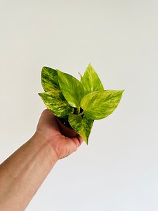 Pothos Neon Queen - New Cultivar - Beginner Plant - Rare Pothos - Live Houseplant in 3” Pot - Etsy
