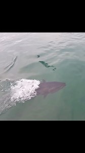 3.5M views · 30K reactions | Bluefin swallows up seagull then spits...