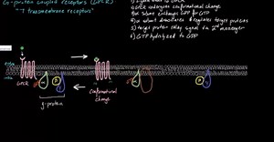 G Protein Coupled Receptors