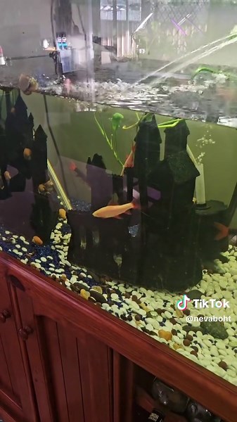 Managing Snail Infestations in Your Fish Tank