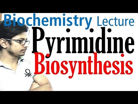 Pyrimidine biosynthesis