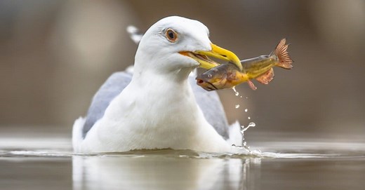 Seagull Lifespan: How Long Do Seagulls Live?