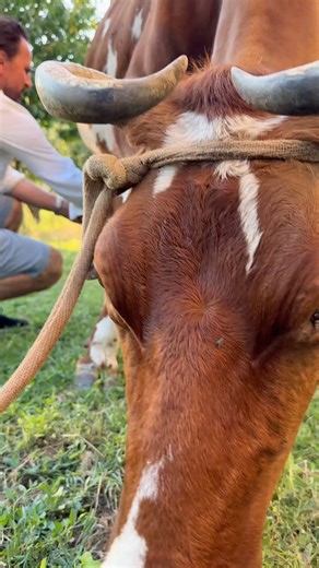 80K views · 3.2K reactions | That’s real organic fresh milk  | Barista Dritan Alsela | Facebook