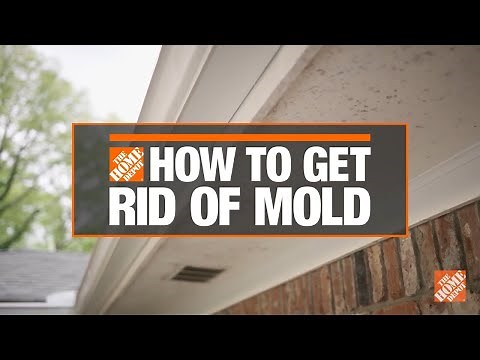 How to Get Rid of Mold