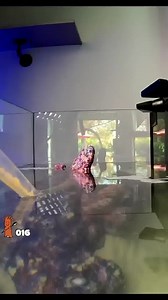 1.8K reactions · 41 shares | Build the aquarium of your dreams with Bulk Reef Supply! FREE Shipping Over $49  365 Day Risk Free Returns ↩️✅ | Bulkreefsupply.com - Saltwater Aquarium Supplies | Facebook