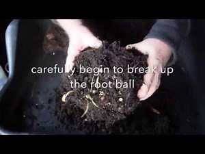 Lilies - Saving Bulbs