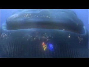 Whale Trailer | Finding Nemo