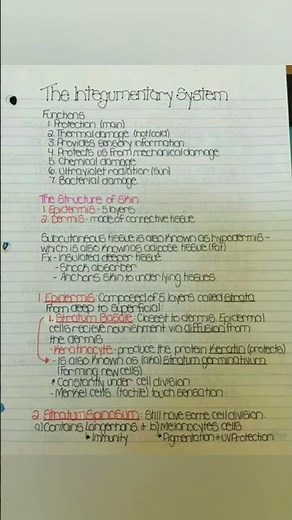 integumentary system and skin layers anatomy