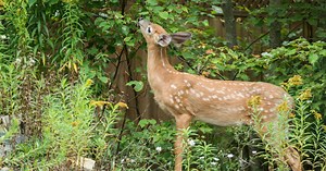 How To Deer-Proof Small Trees