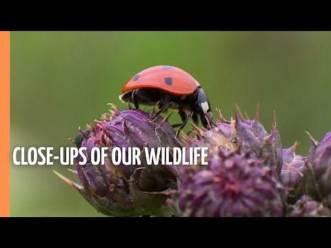 Spectacular and Breathtaking Close-Ups of our Wildlife | Full Documentary