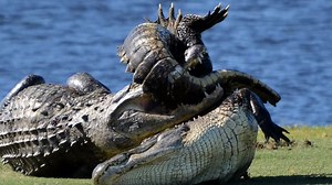 Huge Gators Go to War on Golf Course