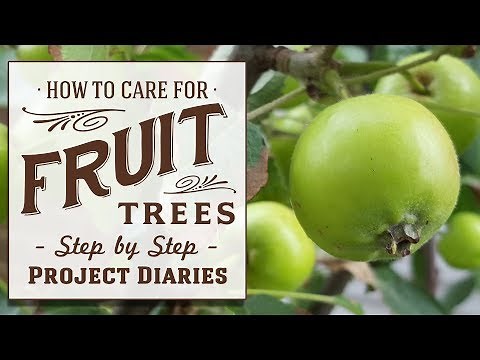★ How to Care for Fruit Trees in Containers (Seasonal Growth Stages, Tips & Updates)