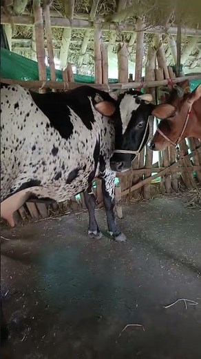 Odisha Jagatsinghpur cow sale contact 9348278156