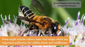 11K views · 250 reactions | Here’s how to build your own “Air Bee-and-Bee” insect hotel in 4 easy steps! It can be a fun habitat enhancement project to attract important pollinators and increase the biodiversity in your garden. For more fun DIY videos on gardening and crafts, check out our YouTube channel at www.youtube.com/nparkssg. #SGUnited #SingaporeTogether #NParksBuzz | NParks | Facebook