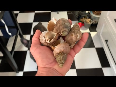 How To Cook Whelk (Sea Snails)