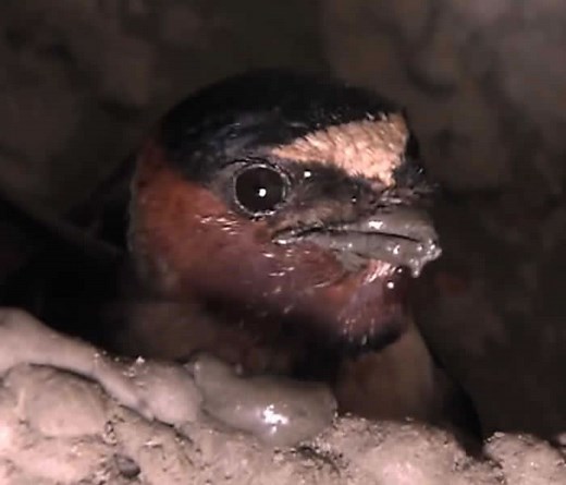 Cliff Swallows Build Nests From Mud | Bird Academy • The Cornell Lab