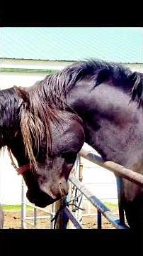 How a stallion breeds a mare. (viewer discretion advised)