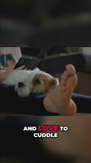 Maltipoo Puppies: The Ultimate Guide to Loving Care