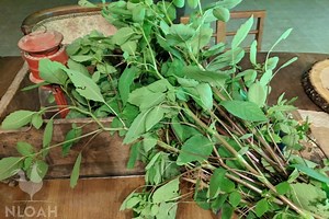 How to Use Jewelweed on the Homestead