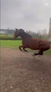 aronek się wywalił prawie