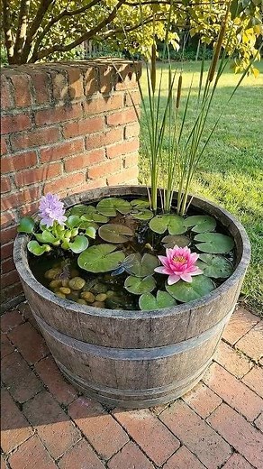 A $20 Half Wine Barrel Became a Mini Pond With a Pink Lily 💧