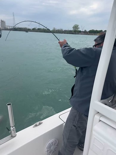 Detroit River evening trip. Started off slow with only 3 fish in the first two hours. After a few moves we found an active pod and picked away Until a sturgeon battle began. After a 20 min battle we had a successful boat side hook removal #longlinecharters #detroit #walleye @sportfishmichigan @thebaitshopmi @fishermansdigest_official @wyandottelure @mikeaveryoutdoors @churchtacklecompany @michigancharterboatassociation | Long Line Charters