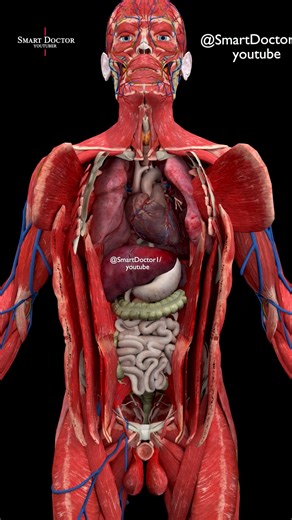 84K views · 1.1K reactions | Inside the Human Body — A Mind-Blowing...