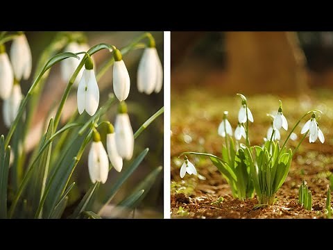 How to Plant Snowdrops: Spring Garden Guide