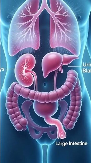 excretory system animation