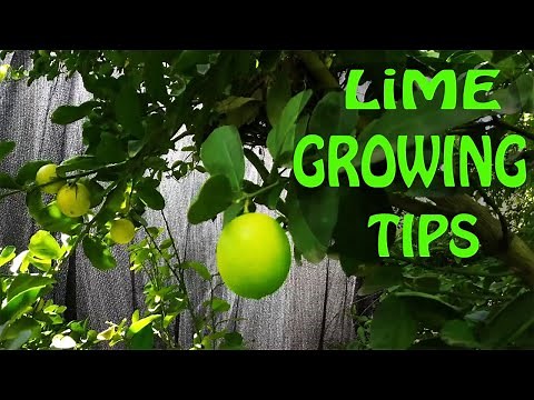 Growing a Lime Tree | EVERYTHING You Need To Know