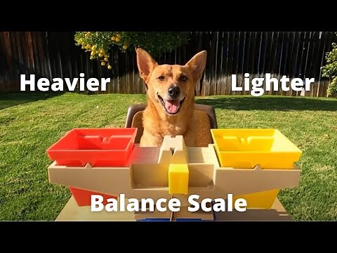Professor Ginger Measures Weight Using a Balance Scale 4K