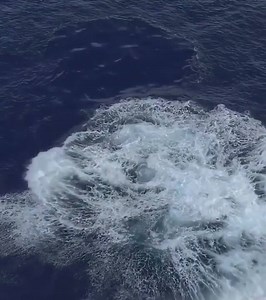 25K views · 1K reactions | Amazing wildlife encounter in Hawaii!  By: Uheheu | Beautiful Destinations | Facebook