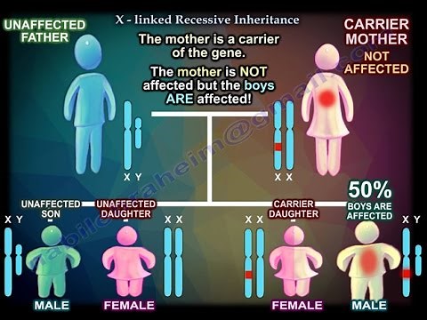 X Linked Recessive Inheritance - Everything You Need To Know - Dr. Nabil Ebraheim