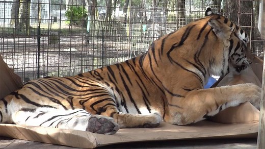 319K views · 28K reactions | We already know cats and most of our big cats like boxes, but what do Priya and Andre think about them? | Big Cat Rescue | Facebook